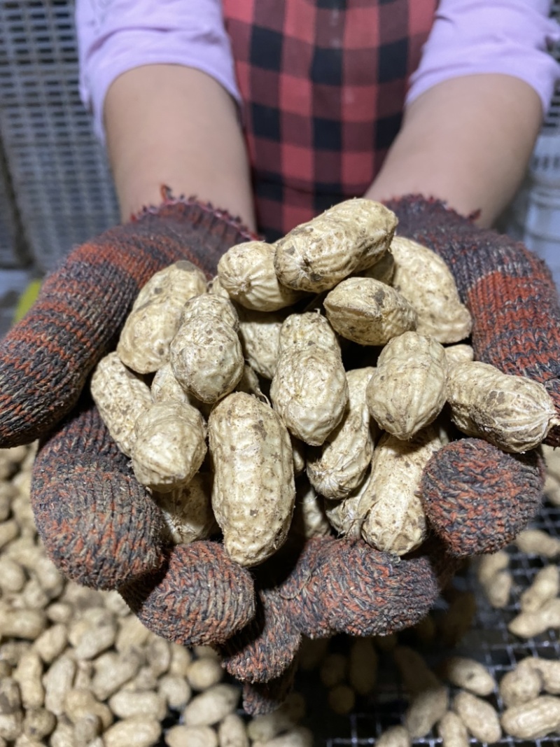 白沙系列鲜货带壳精选花生电商优选支持代发