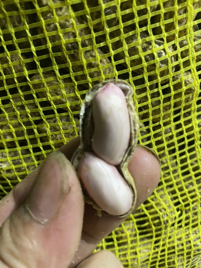 白沙系列鲜货带壳精选花生电商优选支持代发