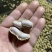 白沙系列鲜货带壳精选花生电商优选支持代发
