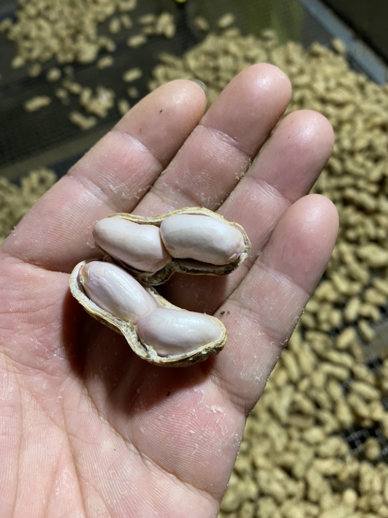 白沙系列鲜货带壳精选花生电商优选支持代发