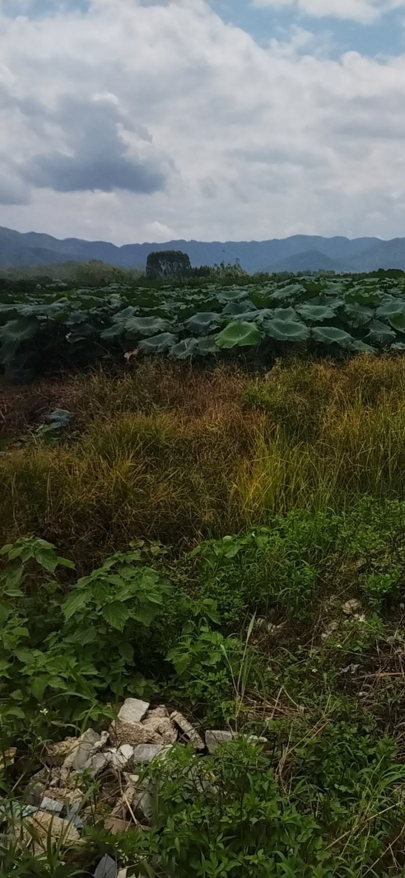 广西莲藕，，大量供应。欢迎各地市场精英合作共赢