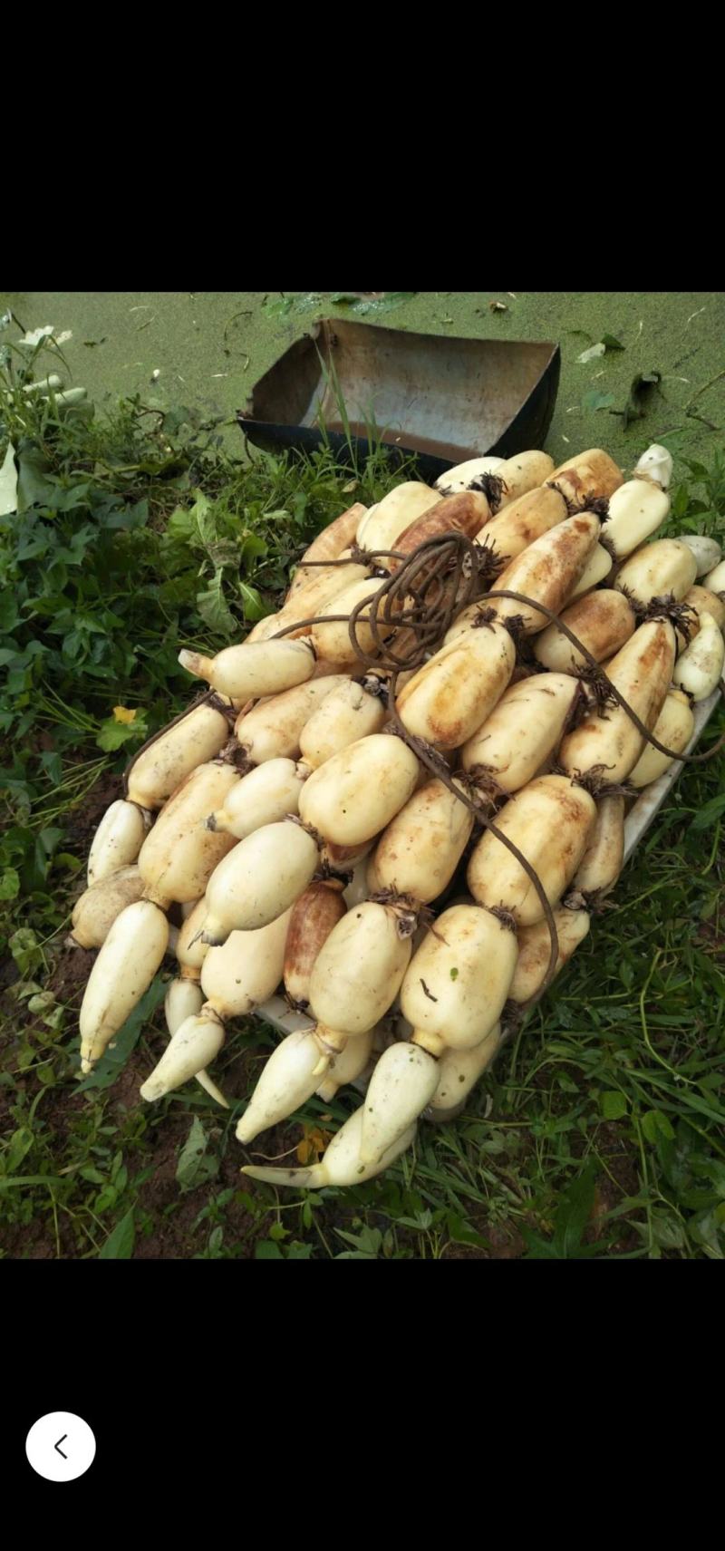 广西莲藕，，大量供应。欢迎各地市场精英合作共赢