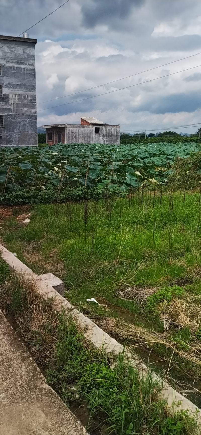 广西莲藕，，大量供应。欢迎各地市场精英合作共赢