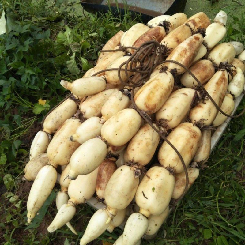 广西莲藕，，大量供应。欢迎各地市场精英合作共赢