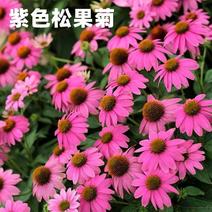 松果菊种子易种易活观赏药用四季开花花种