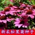 松果菊种子易种易活观赏药用四季开花花种