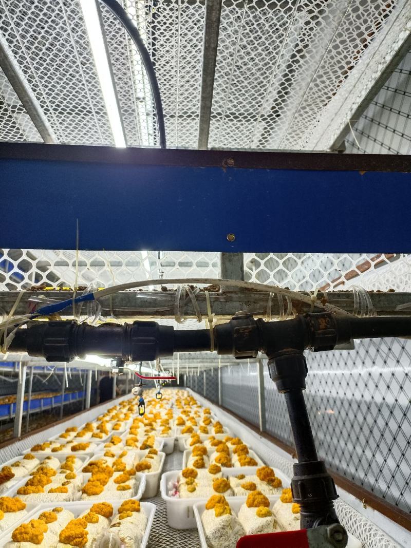 金耳菌种，源头工厂，量大从优！欢迎合作