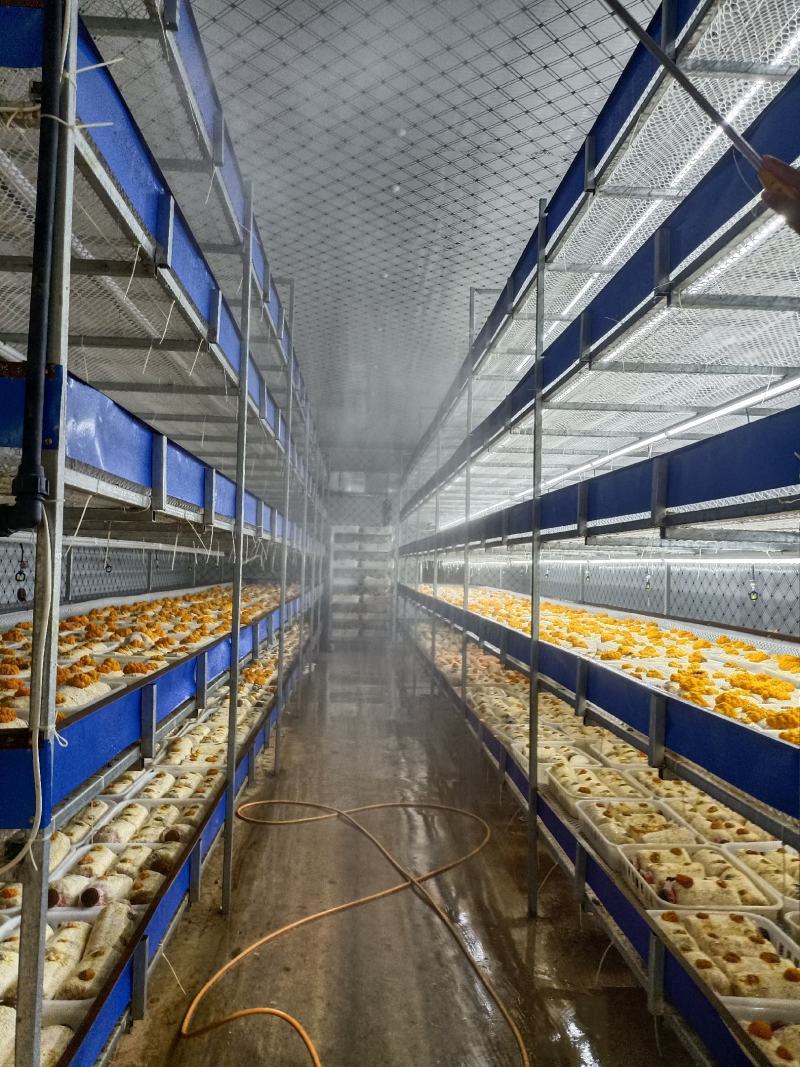 金耳菌种，源头工厂，量大从优！欢迎合作