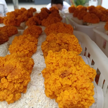 金耳菌种，源头工厂，量大从优！欢迎合作