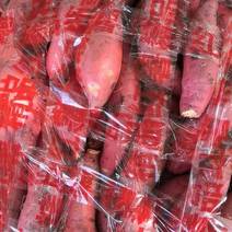 2022年西瓜红，303商品薯，无病害种薯，