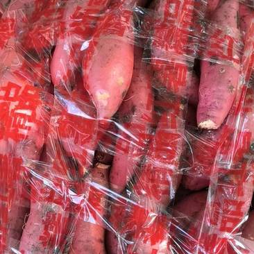 2022年西瓜红，303商品薯，无病害种薯，