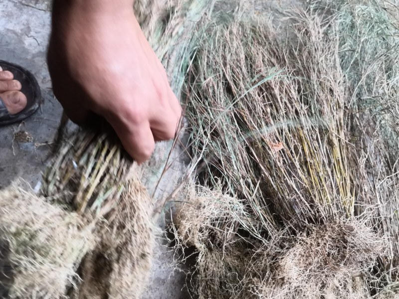 金丝草