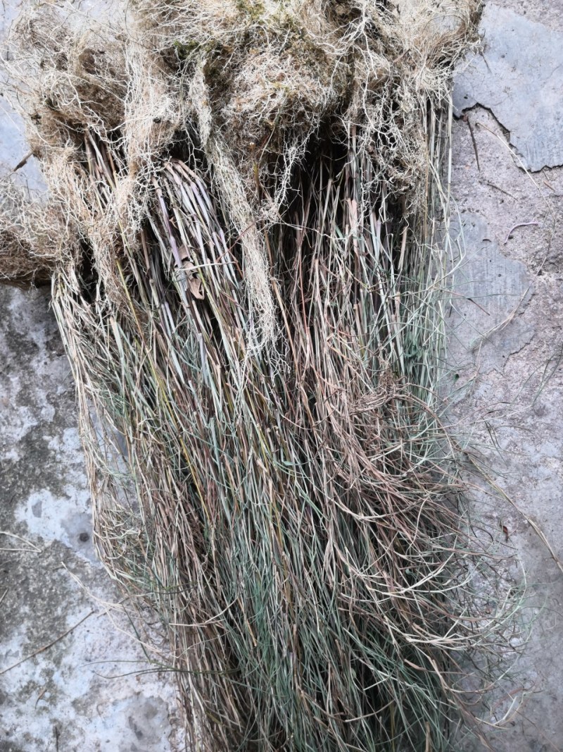 金丝草