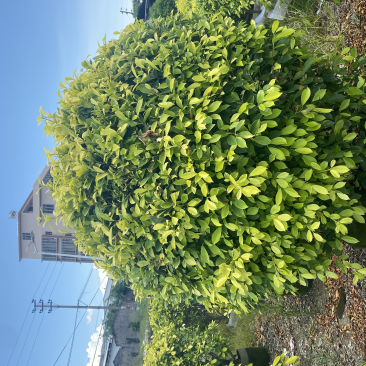 【黄金榕球】各种规格齐全，大量现货供应，欢迎联系