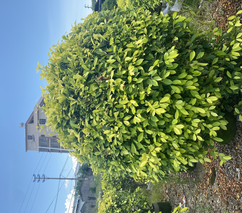 【黄金榕球】各种规格齐全，大量现货供应，欢迎联系