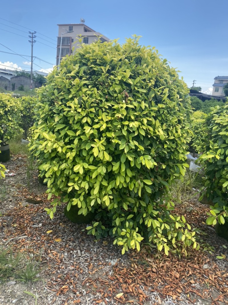 【黄金榕球】各种规格齐全，大量现货供应，欢迎联系