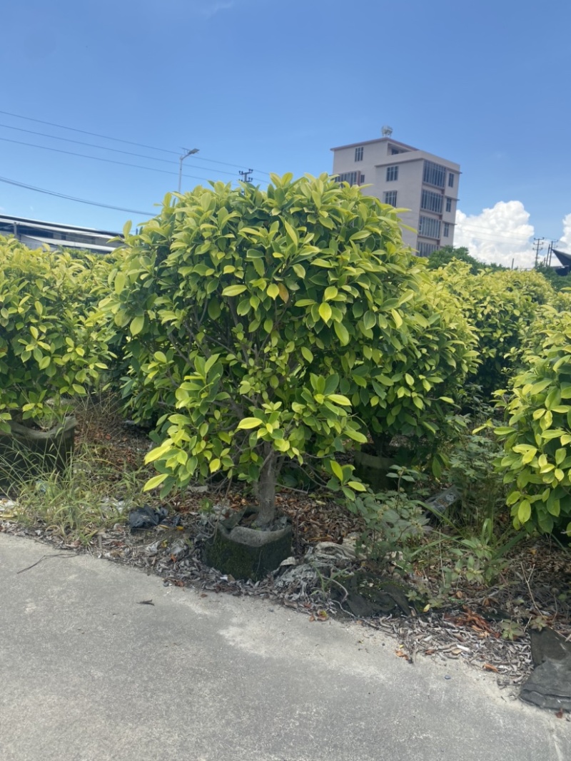 【黄金榕球】各种规格齐全，大量现货供应，欢迎联系