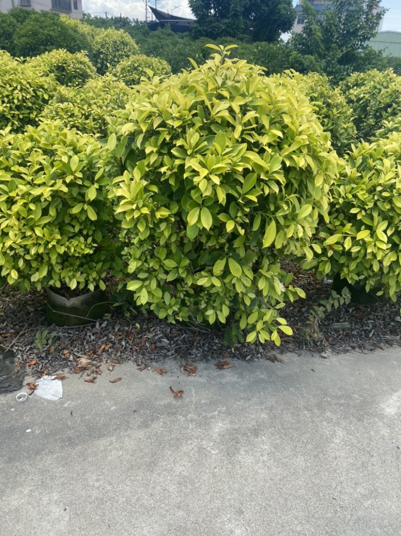 【黄金榕球】各种规格齐全，大量现货供应，欢迎联系