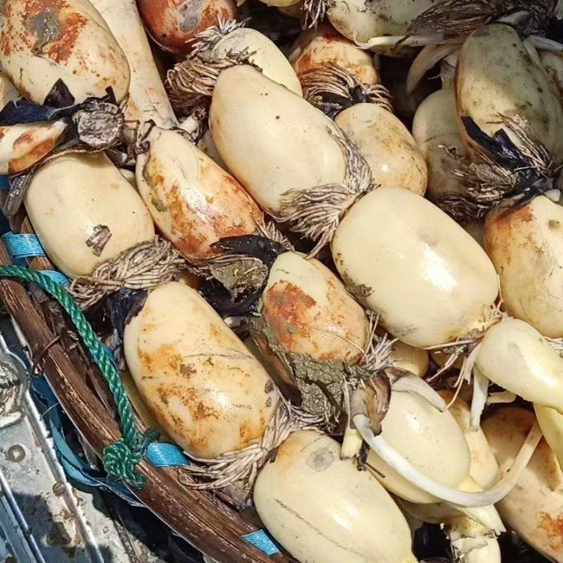 安徽芜湖万亩基地莲藕，产地直发大量供应，品质好，质量好