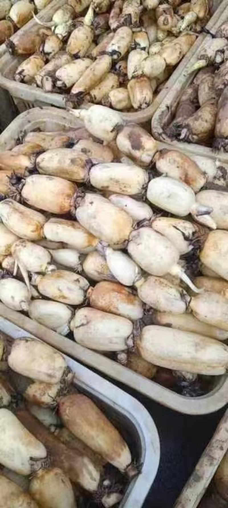 安徽芜湖万亩基地莲藕，产地直发大量供应，品质好，质量好