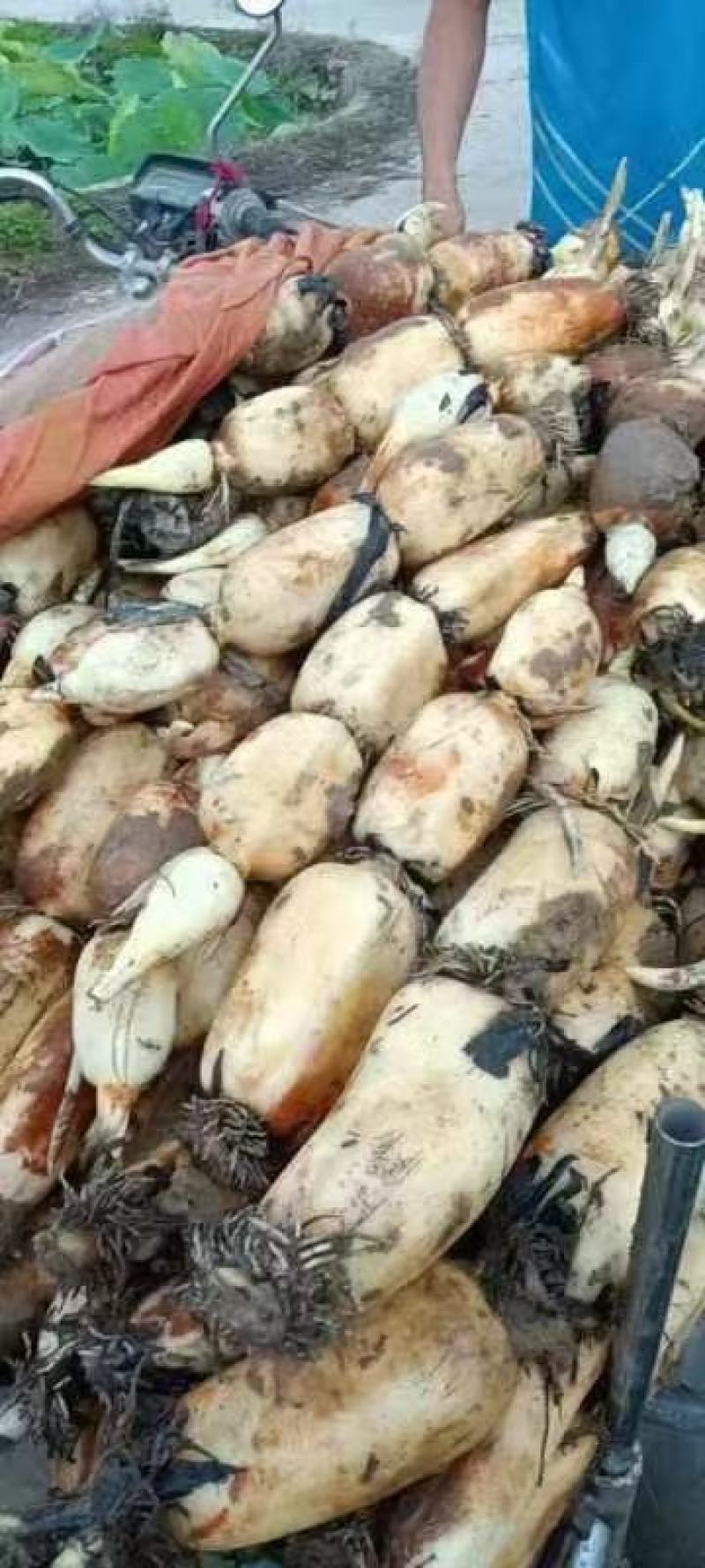 安徽芜湖万亩基地莲藕，产地直发大量供应，品质好，质量好