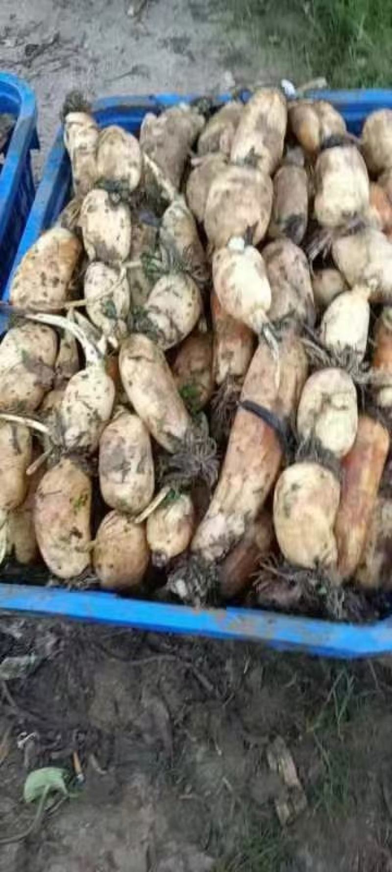安徽芜湖万亩基地莲藕，产地直发大量供应，品质好，质量好