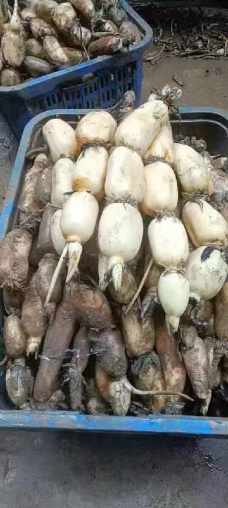 安徽芜湖万亩基地莲藕，产地直发大量供应，品质好，质量好