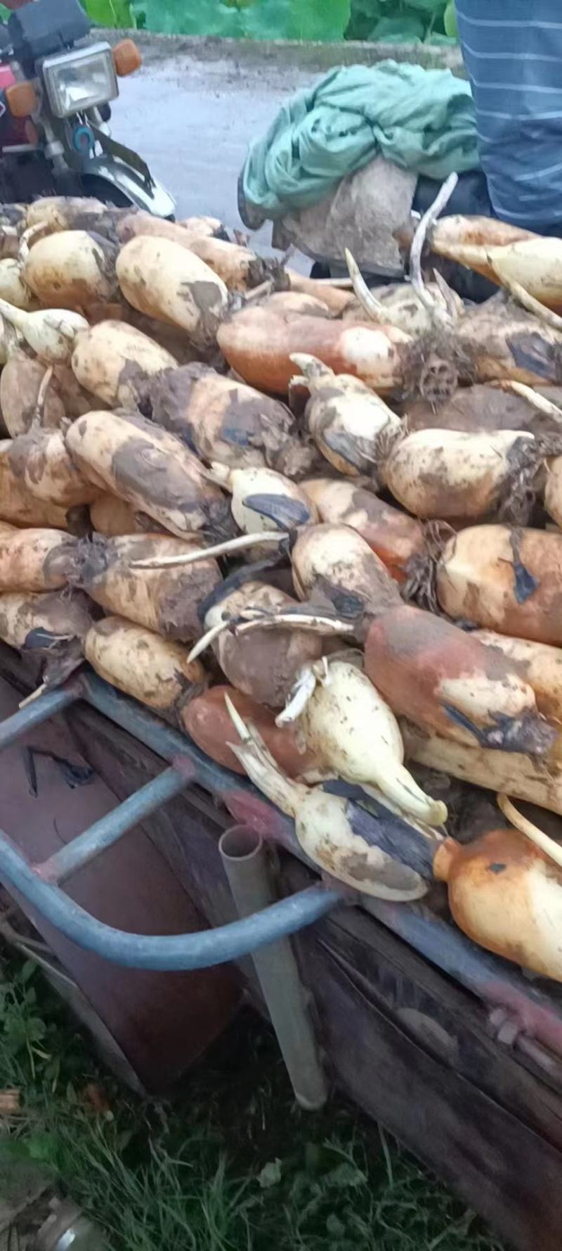 安徽芜湖万亩基地莲藕，产地直发大量供应，品质好，质量好