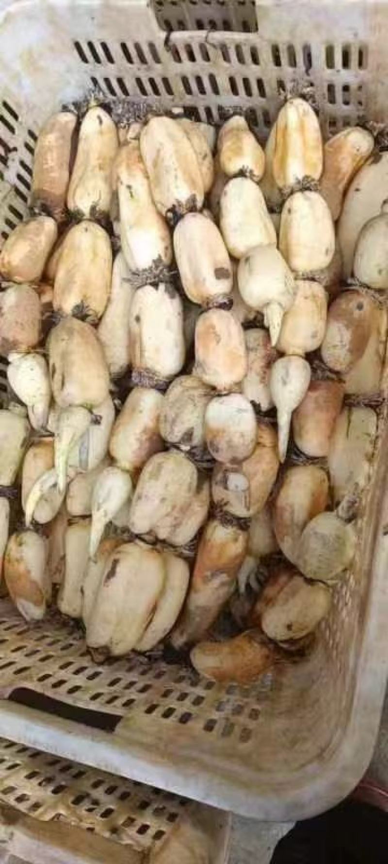 安徽芜湖万亩基地莲藕，产地直发大量供应，品质好，质量好