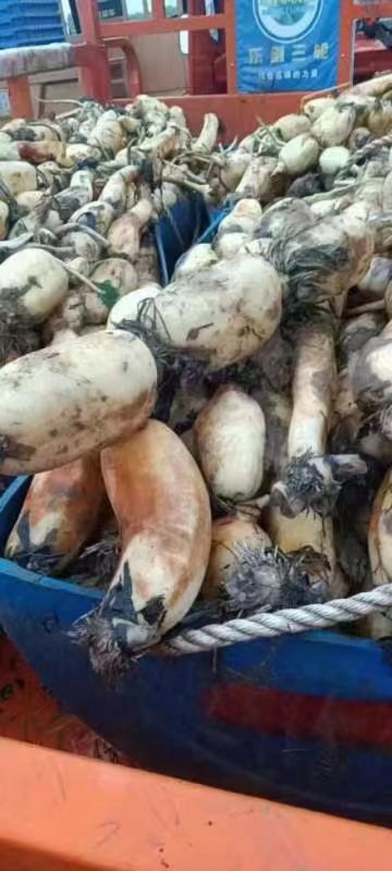 安徽芜湖万亩基地莲藕，产地直发大量供应，品质好，质量好