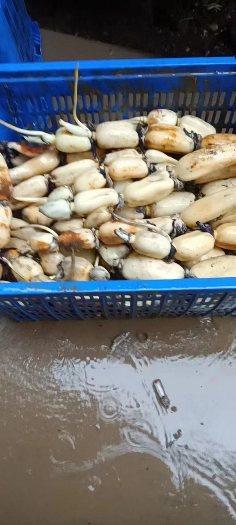 安徽芜湖万亩基地莲藕，产地直发大量供应，品质好，质量好