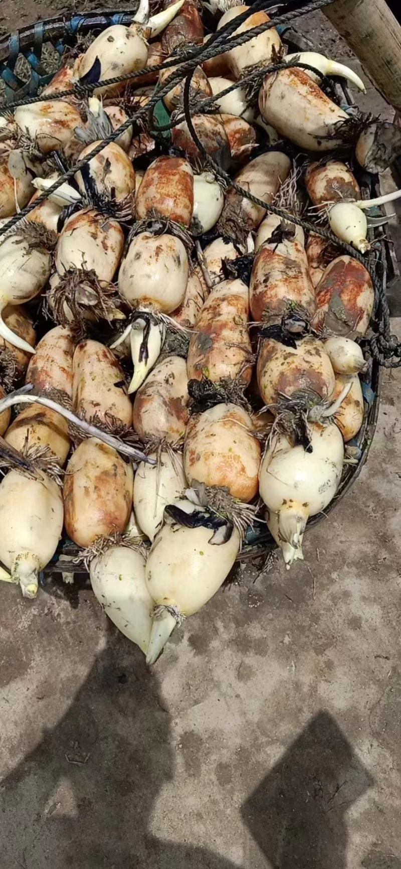 安徽芜湖万亩基地莲藕，产地直发大量供应，品质好，质量好