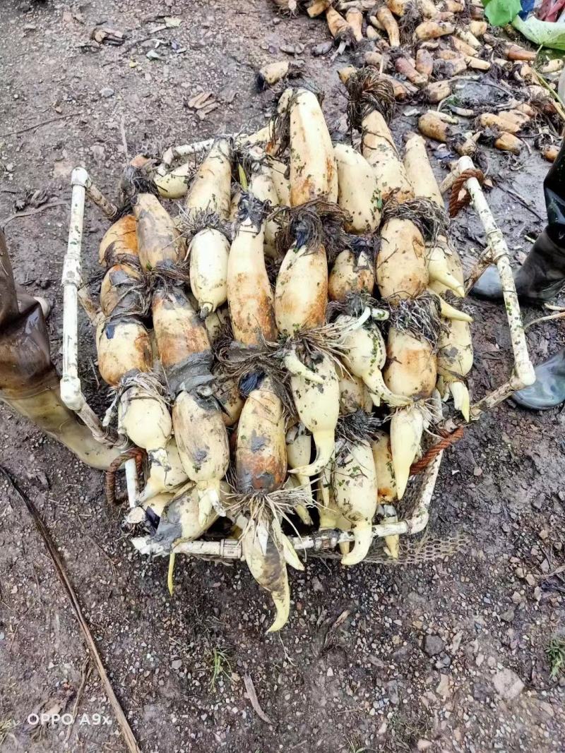安徽芜湖万亩基地莲藕，产地直发大量供应，品质好，质量好