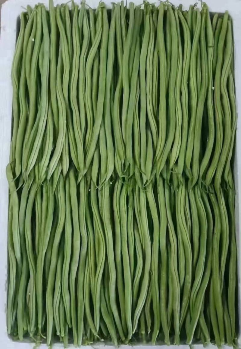 豆王架豆王豆角大量上市寻求长期合作