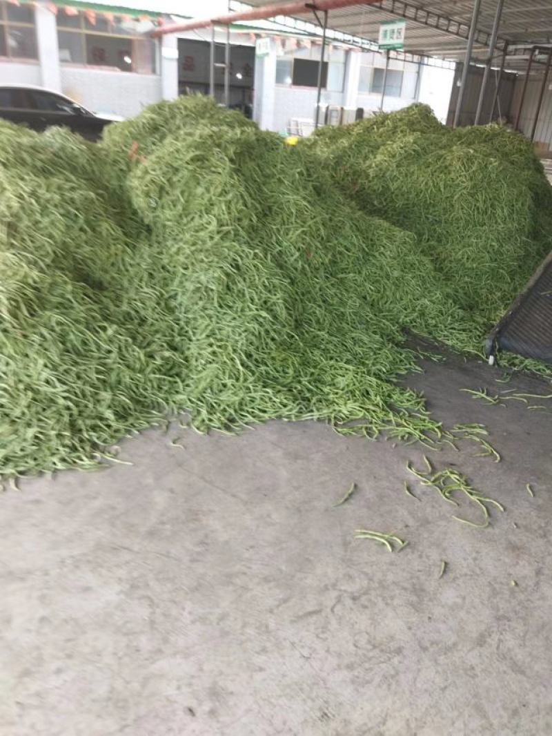 豆王架豆王豆角大量上市寻求长期合作