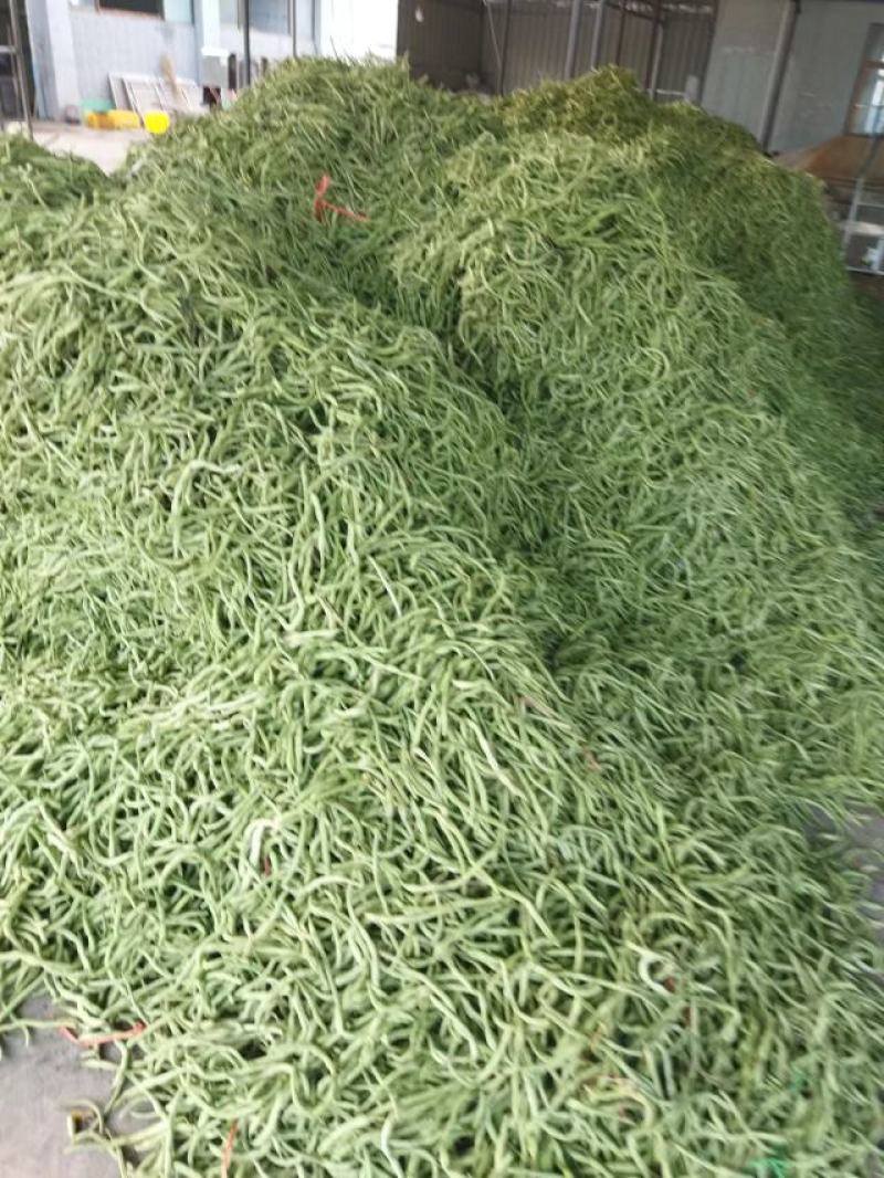 豆王架豆王豆角大量上市寻求长期合作