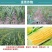 36%硝烟莠去津玉米专用苗后除草剂除禾阔莎草玉米除草剂