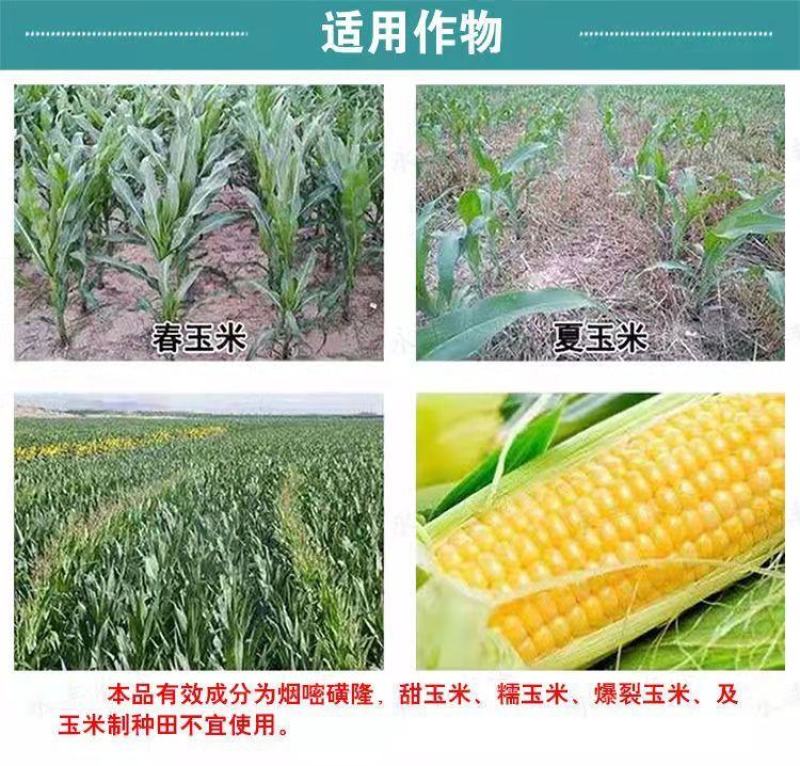 36%硝烟莠去津玉米专用苗后除草剂除禾阔莎草玉米除草剂