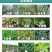 36%硝烟莠去津玉米专用苗后除草剂除禾阔莎草玉米除草剂