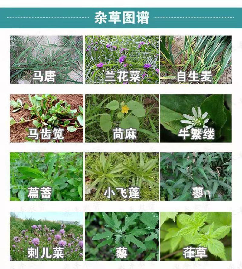 36%硝烟莠去津玉米专用苗后除草剂除禾阔莎草玉米除草剂
