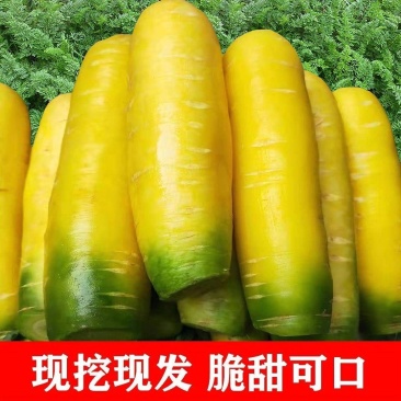 陕西【黄胡萝卜】大量上市脆甜可口现挖现发可全国发货