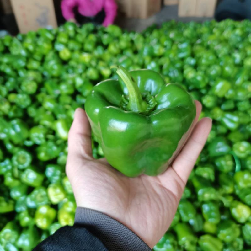 优质大棚薄皮圆椒上市，供应市场商超电商社区加工厂。