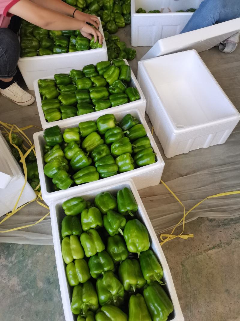 优质大棚薄皮圆椒上市，供应市场商超电商社区加工厂。