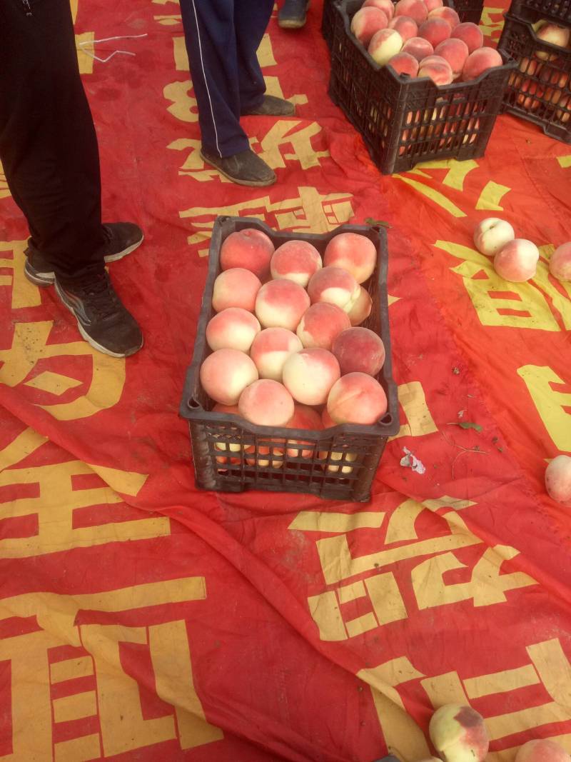 秋彤桃