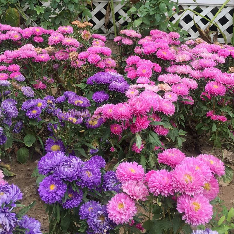 矮翠菊种子大花好养的花种籽庭院花籽易活花种籽四季开花室外
