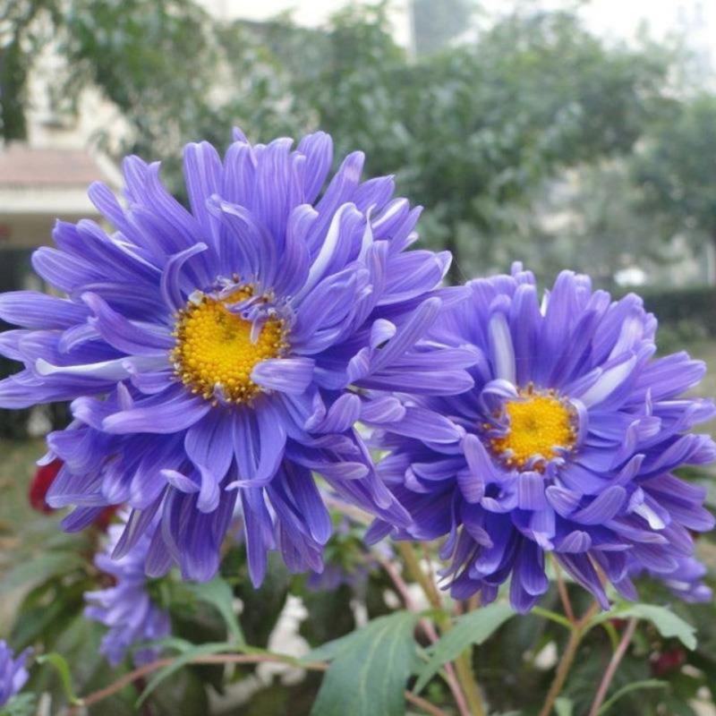 矮翠菊种子大花好养的花种籽庭院花籽易活花种籽四季开花室外