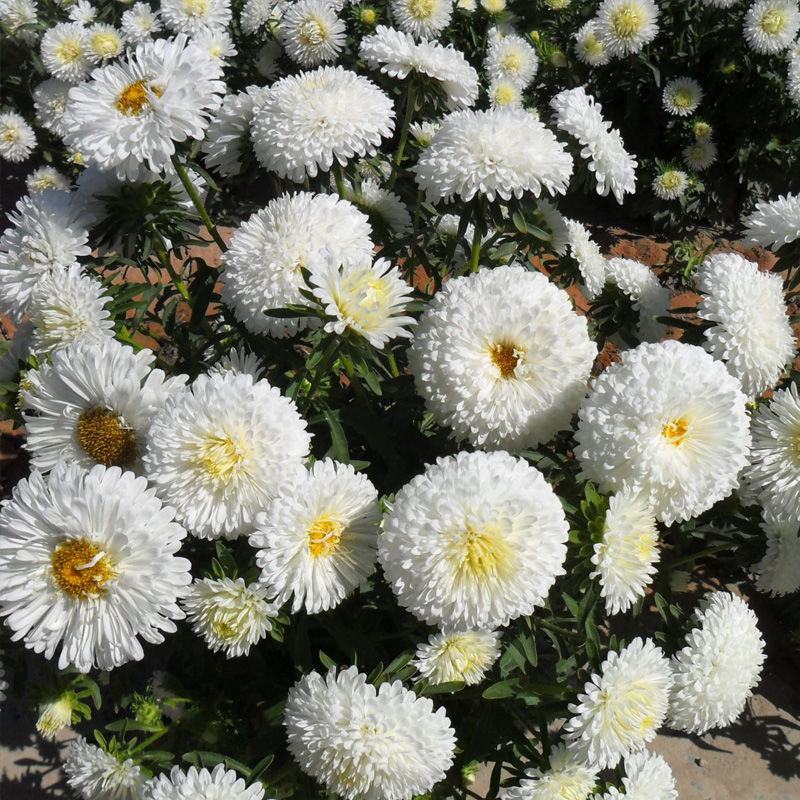 矮翠菊种子大花好养的花种籽庭院花籽易活花种籽四季开花室外