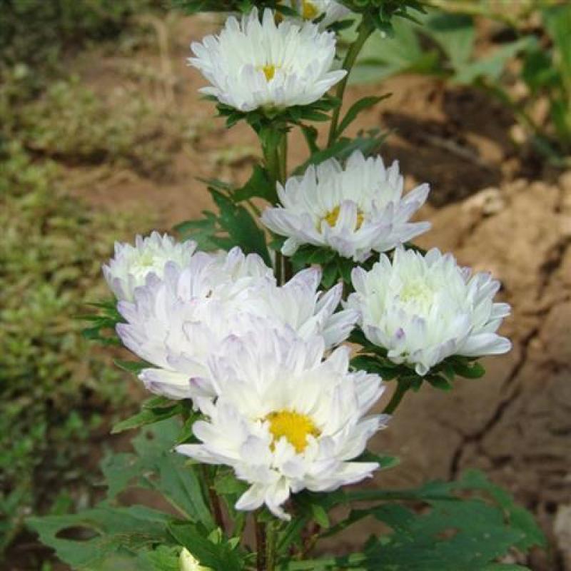 矮翠菊种子大花好养的花种籽庭院花籽易活花种籽四季开花室外
