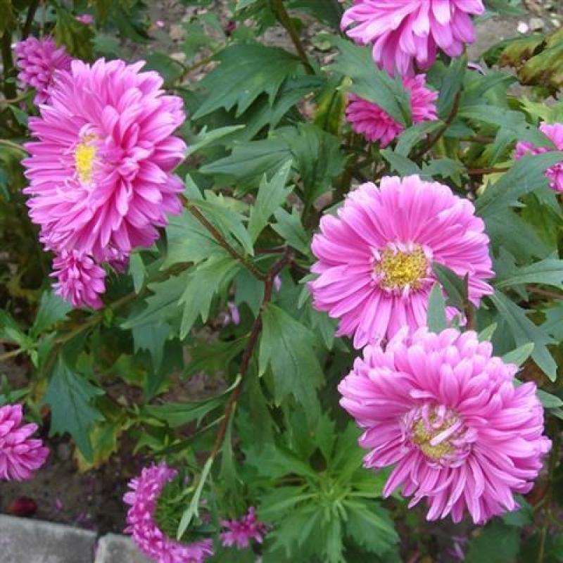 矮翠菊种子大花好养的花种籽庭院花籽易活花种籽四季开花室外