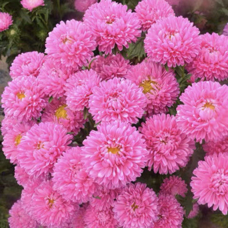 矮翠菊种子大花好养的花种籽庭院花籽易活花种籽四季开花室外
